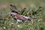 Kwiczoł Turdus pilaris) na łące