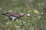 Kwiczoł Turdus pilaris) na łące