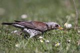 Kwiczoł Turdus pilaris) na łące