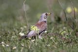 Kwiczoł Turdus pilaris) na łące