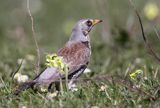 Kwiczoł Turdus pilaris) na łące