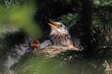 Kwiczoł, Turdus pilaris