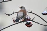 Kwiczoł, Turdus pilaris, zimą