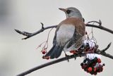 Kwiczoł, Turdus pilaris, zimą