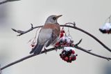 Kwiczoł, Turdus pilaris, zimą