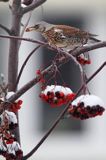 Kwiczoł, Turdus pilaris, zimą