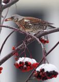 Kwiczoł, Turdus pilaris, zimą