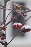 Kwiczoł, Turdus pilaris, zimą