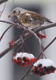 Kwiczoł, Turdus pilaris, zimą