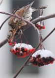 Kwiczoł, Turdus pilaris, zimą