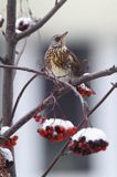 Kwiczoł, Turdus pilaris, zimą