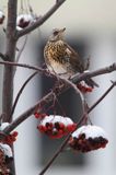 Kwiczoł, Turdus pilaris, zimą