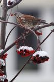 Kwiczoł, Turdus pilaris, zimą