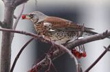 Kwiczoł, Turdus pilaris, zimą