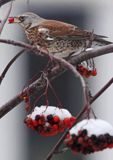 Kwiczoł, Turdus pilaris, zimą