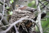 Kwiczoł, Turdus pilaris