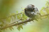 Kwiczoł, Turdus pilaris