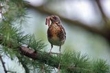 Kwiczoł,Turdus pilaris, z dżdżownicą w dziobie