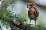 Kwiczoł,Turdus pilaris, z dżdżownicą w dziobie