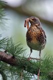 Kwiczoł,Turdus pilaris, z dżdżownicą w dziobie