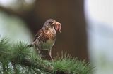 Kwiczoł,Turdus pilaris, z dżdżownicą w dziobie