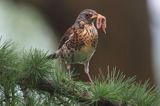 Kwiczoł,Turdus pilaris, z dżdżownicą w dziobie