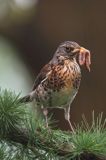 Kwiczoł,Turdus pilaris, z dżdżownicą w dziobie