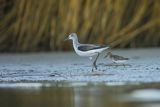 Kwokacz, brodziec kwokacz, Tringa nebularia, Biegus zmienny, Calidris alpina