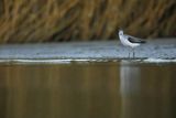 Kwokacz, brodziec kwokacz, Tringa nebularia, Biegus zmienny, Calidris alpina