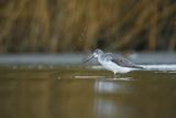 Kwokacz, brodziec kwokacz, Tringa nebularia, Biegus zmienny, Calidris alpina