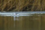 Kwokacz, brodziec kwokacz, Tringa nebularia, Biegus zmienny, Calidris alpina