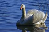 łabędź niemy Cygnus olor