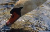 łabędź niemy Cygnus olor