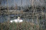 łabędź niemy Cygnus olor na gnieździe