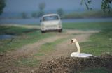 łabędź niemy Cygnus olor na gnieździe