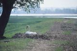 łabędź niemy Cygnus olor na gnieździe