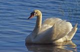 łabędź niemy Cygnus olor