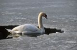 łabędź niemy Cygnus olor