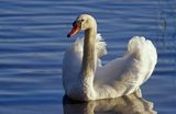 łabędź niemy Cygnus olor