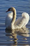 łabędź niemy Cygnus olor