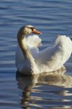 łabędź niemy Cygnus olor