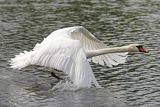 Łabędź niemy, Cygnus olor, startujący