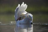 Łabędź niemy Cygnus olor, myjący się