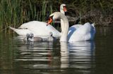 łabędź niemy Cygnus olor, para z pisklętami