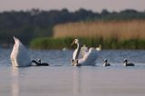 łabędź niemy Cygnus olor, para z pisklętami