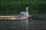 łabędź niemy Cygnus olor, samica z pisklętami