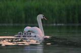 łabędź niemy Cygnus olor, samica z pisklętami