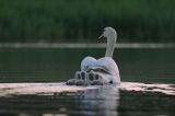 łabędź niemy Cygnus olor, samica z pisklętami