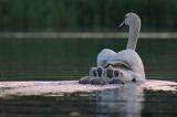 łabędź niemy Cygnus olor, samica z pisklętami