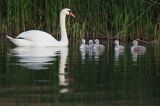 łabędź niemy Cygnus olor, samica z pisklętami